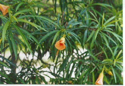 Thevetia peruviana.jpg